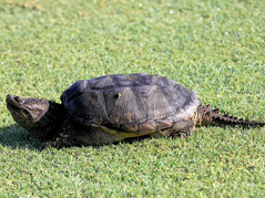 Florida Snapping Turtle